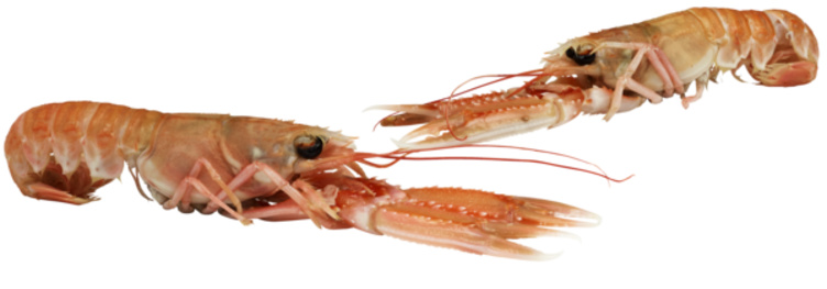 Sjøkreps 4/7 Fersk/Levende Vill pr Kg
