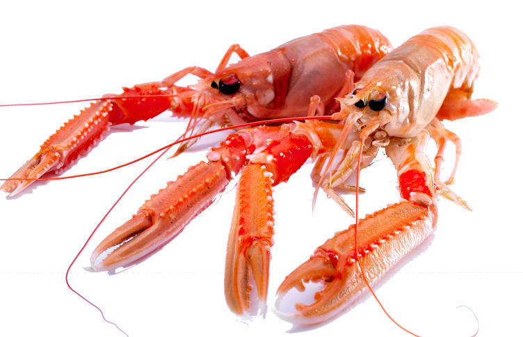 Sjøkreps Nykokt pr Kg