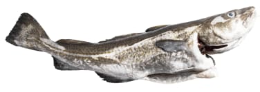 Torsk Hel