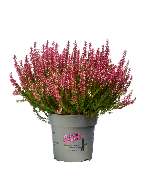 Bilde av Calluna Lyng Garden Girl