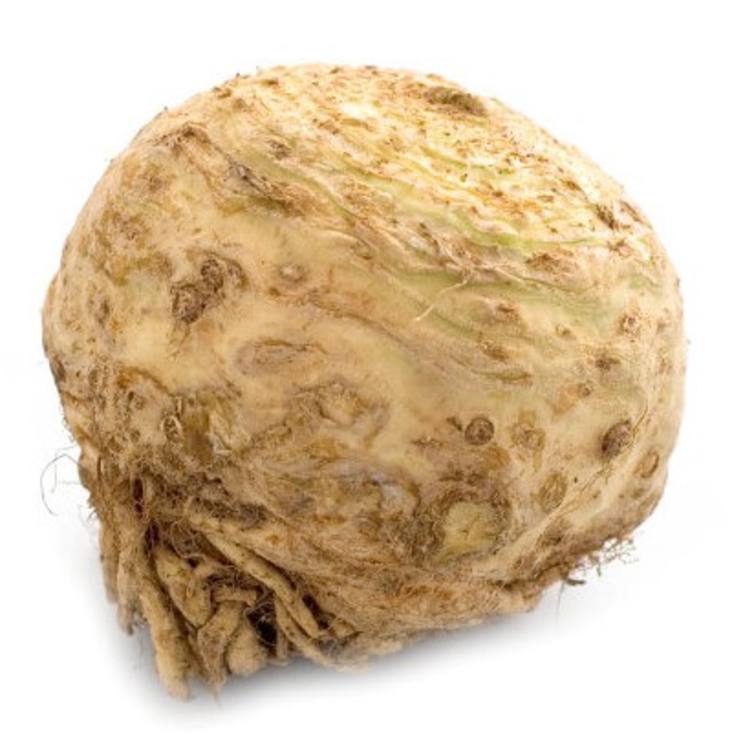 Sellerirot Kg