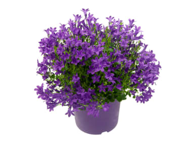 Campanula Royal