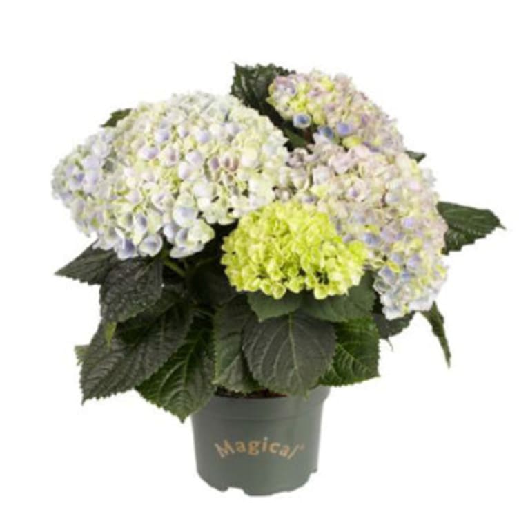 Bilde av Hortensia 3-4 Blomster