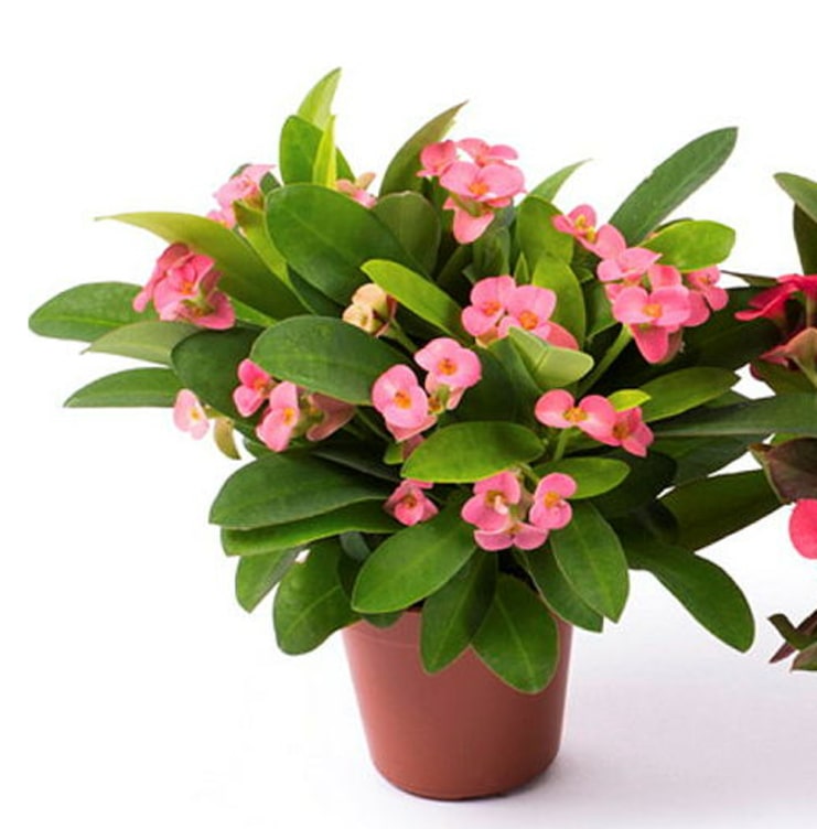 Euphorbia Milii Kristi Torn 11cm