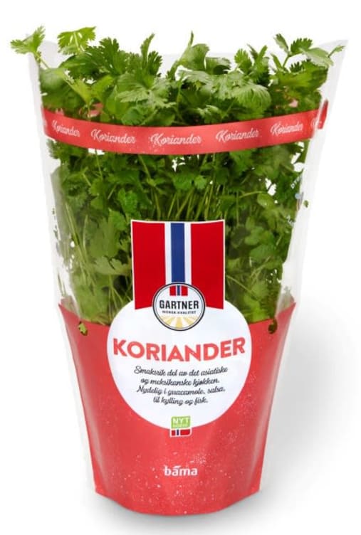 Koriander 12cm Stor