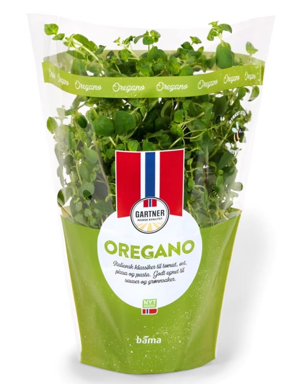 Oregano 12cm Stor Potte