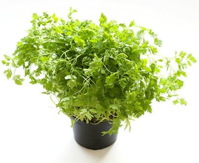 Product Image for Kjørvel 12cm Stor Potte