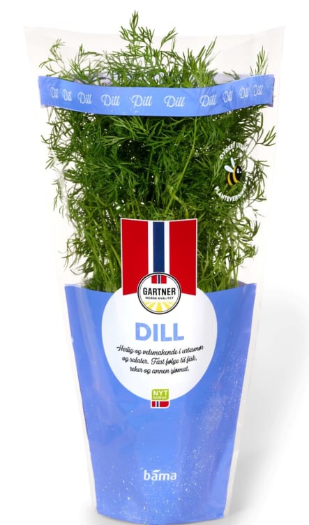 Dill 6,5cm Potte Gartner