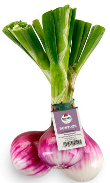 Rødløk Bunt