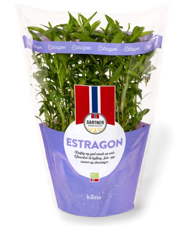 Estragon 12cm Stor Potte