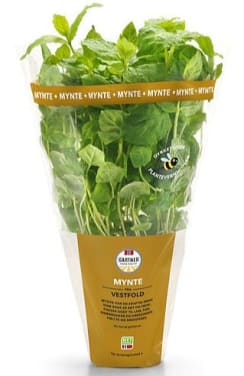 Mynte