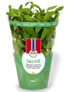 Salvie 12cm Stor Potte