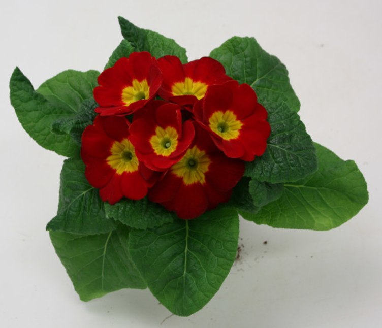 Primula Standard
