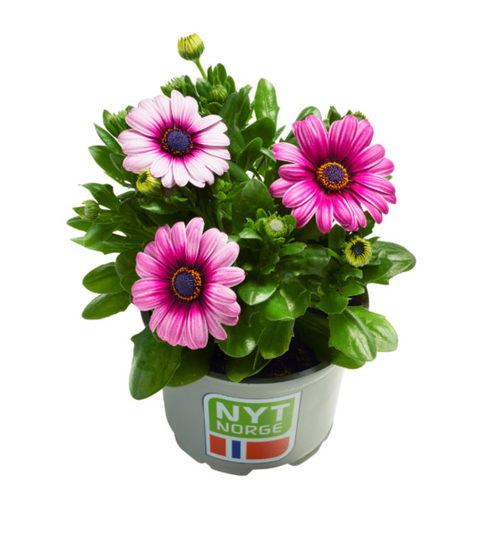 Spanske Margeritter 12cm
