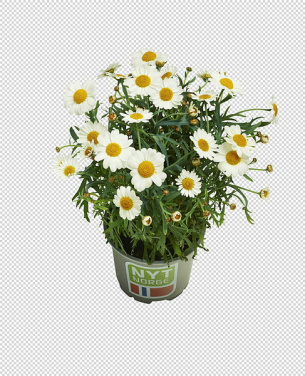 Margeritter