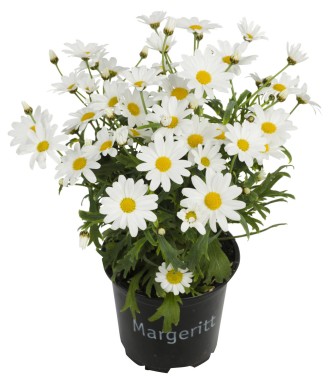 Margeritter