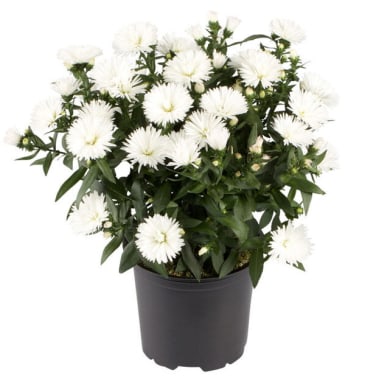 Asters