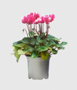 Alpefiol Cyclamen