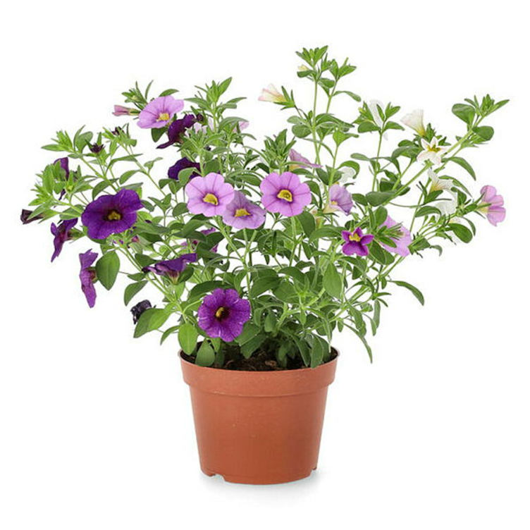 Petunia 12cm Småblomstret