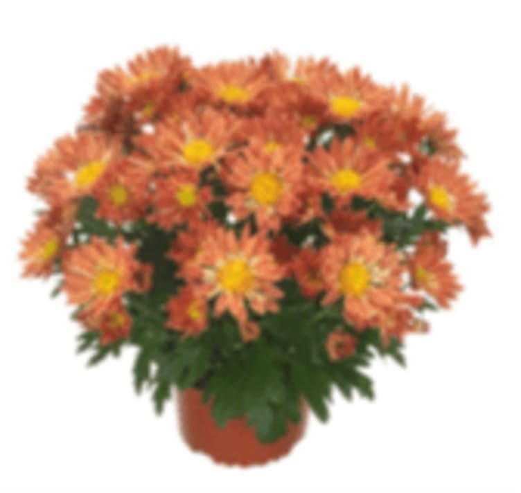 Bilde av Chrysanthemum Chrysanthemum 12 Cm