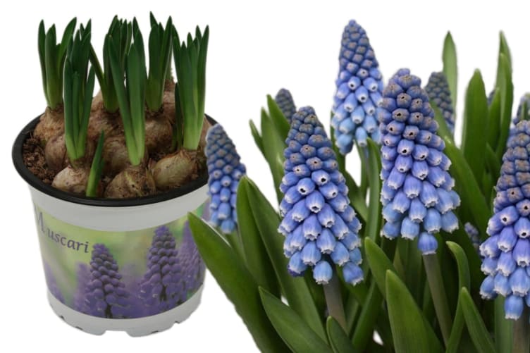 Muscari Perleblomst 12cm