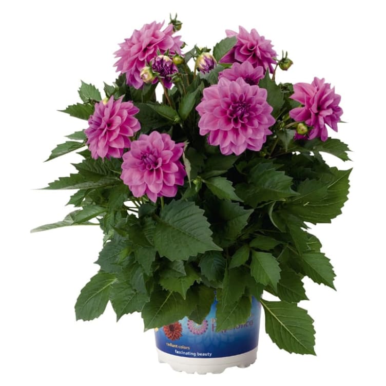 Bilde av Dahlia Georgine P12