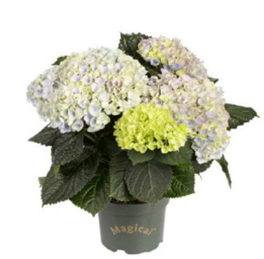 Hortensia