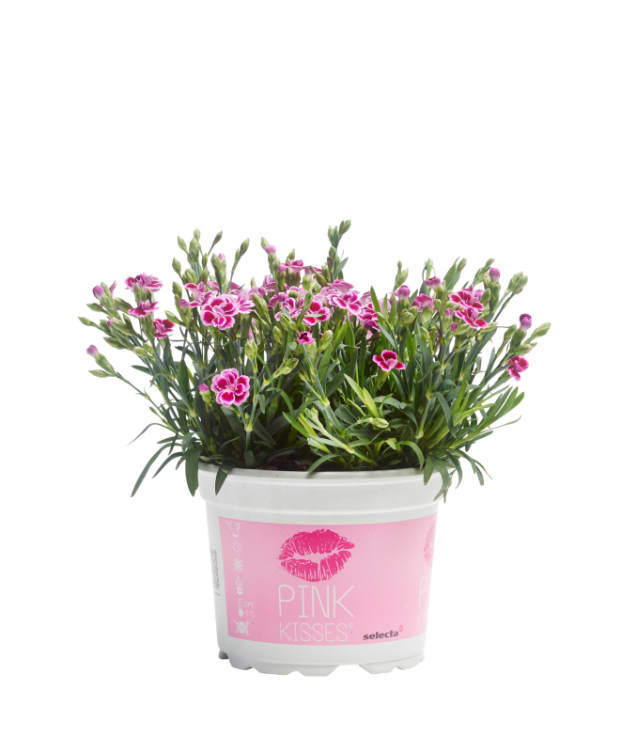 Pottenellik Pink Kisses 11cm