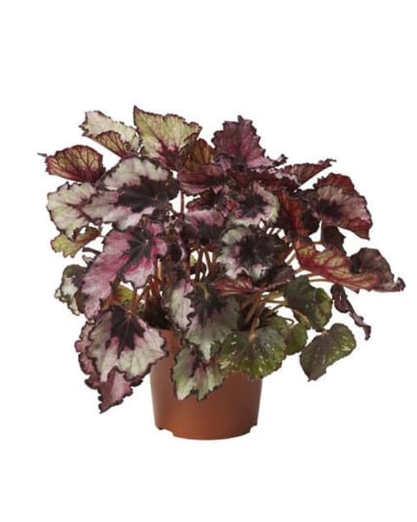 Bilde av Begonia Rex Kongebegonia