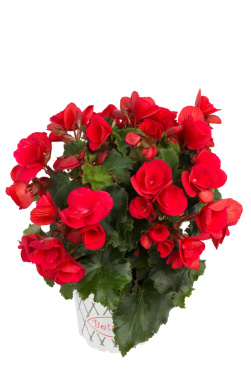 Betulia/Utebegonia