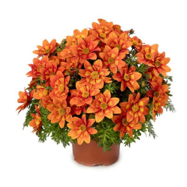 Bidens