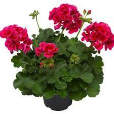 Pelargonia