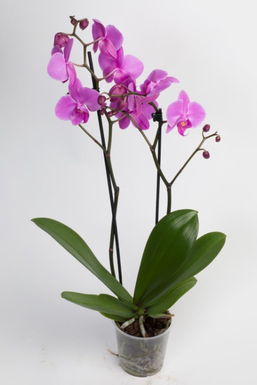 Bilde av Orchidee Phalaenopsis 2-Grenet