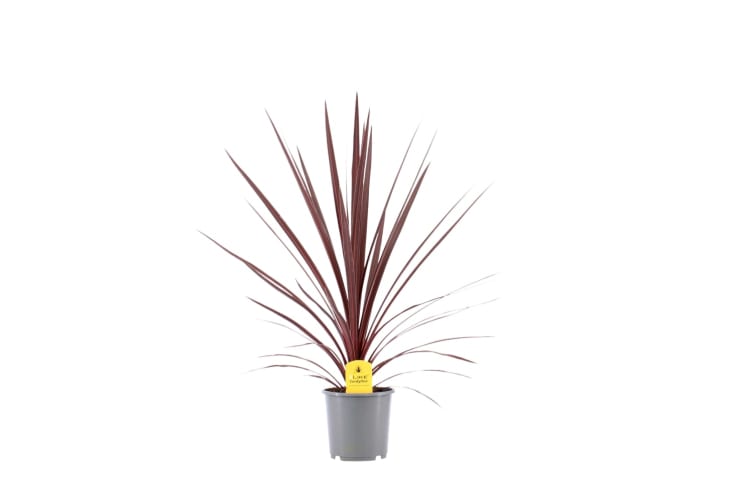 Cordyline -