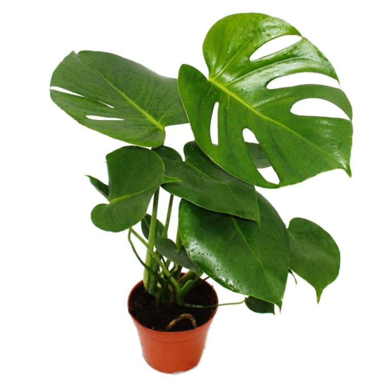 Bilde av Monstera 12cm