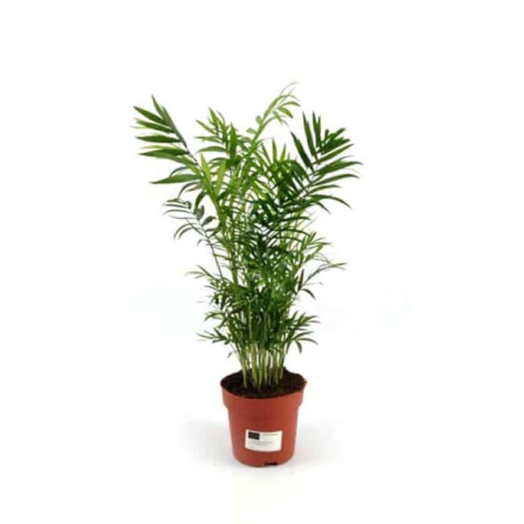 Chamaedorea 17 Cm