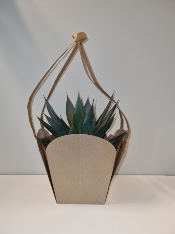 Agave i Papirbag