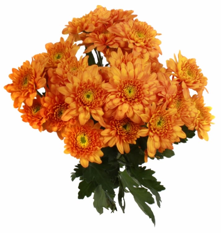 Chrysanthemum Bukett