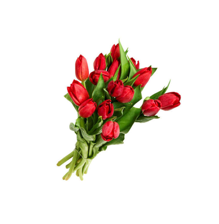 Tulipaner 14pk