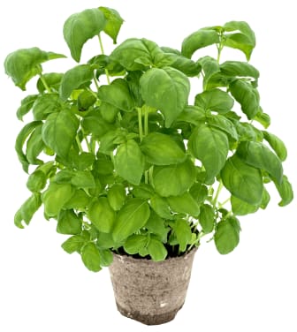 Basilikum 750g Schrader Gartneri