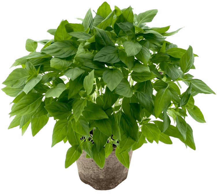 Product Image for Thai Basilikum 650g Schrader Gartneri