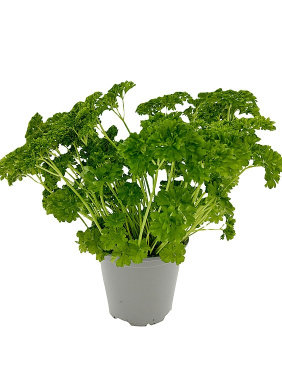 Kruspersille