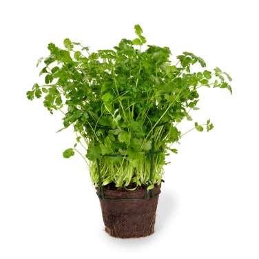 Koriander 650g Schrader Gartneri