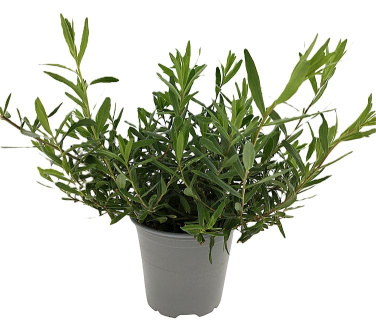 Estragon Fransk