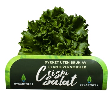 Crispisalat
