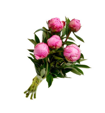 Pioner 5pk Frebergs
