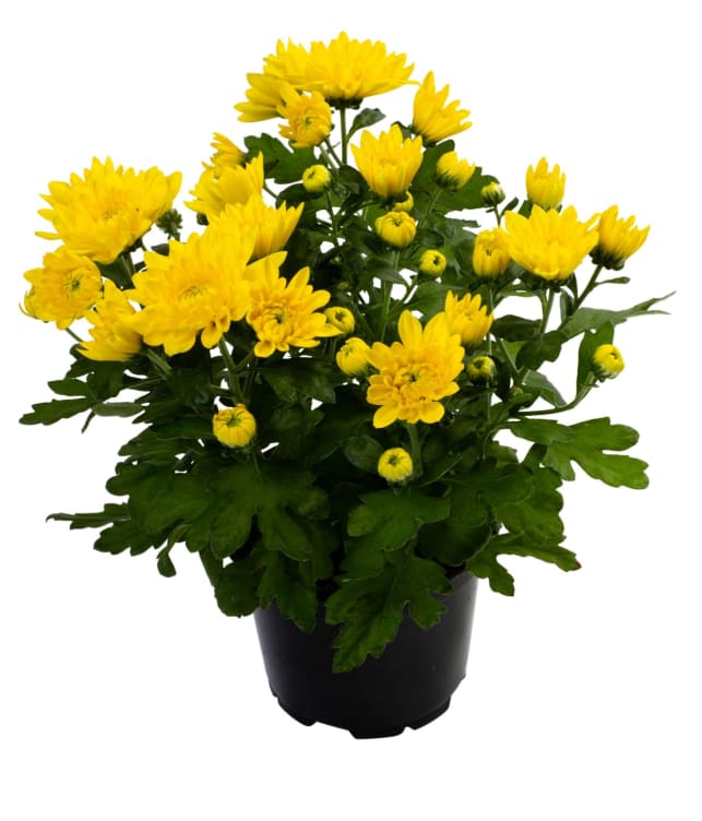 Bilde av Chrysanthemum Gul 12cm