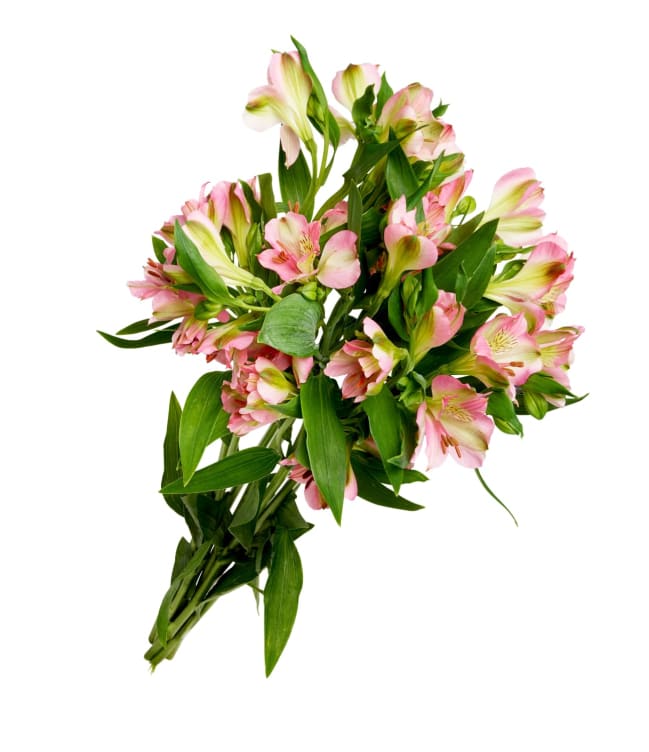 Alstromeria Bukett
