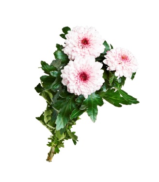 Krysanthemum