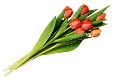 Tulipaner